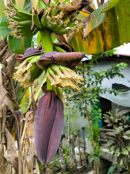 muz ağacı ve muz kalbi meyvesi yetişiyor