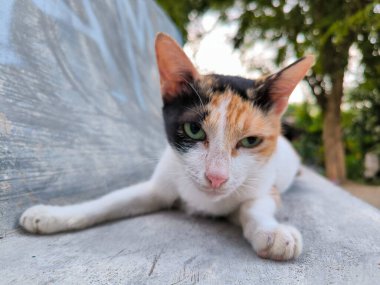 Çok sevimli bir sokak kedisinin aktivitesi.