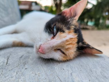Çok sevimli bir sokak kedisinin aktivitesi.