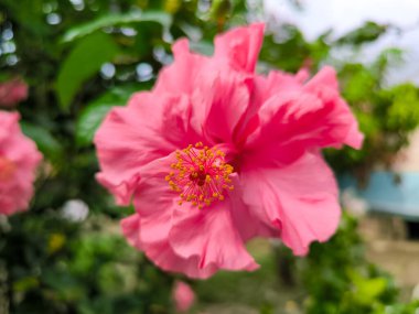 Bahçedeki pembe çiçeğe yaklaş.