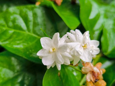Bahçesinde sarı yasemin olan güzel beyaz çiçek. Bitkinin çiçeği..