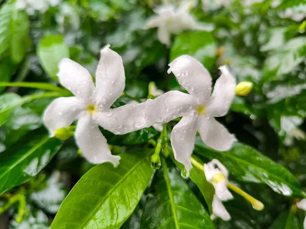 Doğada yeşil yapraklı beyaz yasemin çiçekleri.