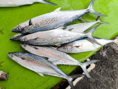 Taze balıklı çiğ balık.