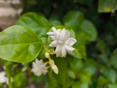 Canlı yeşil yapraklarla çiçeklenmiş taze, narin yasemin çiçeklerinin yakın plan görüntüsü doğal güzellikleri gözler önüne seriyor..
