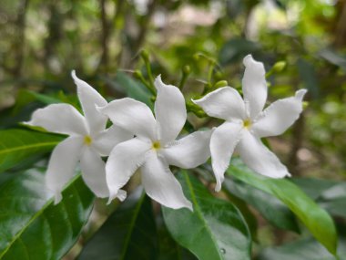 Bahçedeki güzel beyaz çiçekler