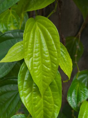 Yakından bakıldığında, yemyeşil bir bahçedeki doğal ışıkla aydınlatılmış, farklı havalandırmalı canlı yeşil yapraklar görülür..