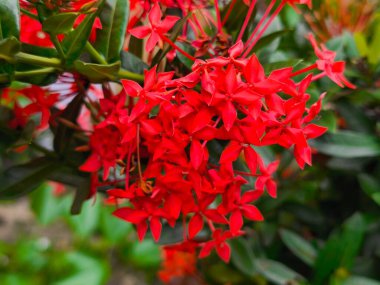 Dört yapraklı belirgin çiçekleri olan canlı bir kırmızı çiçek kümesi yumuşak yeşil yapraklara karşı duruyor ve doğanın güzelliğini yakalıyor..
