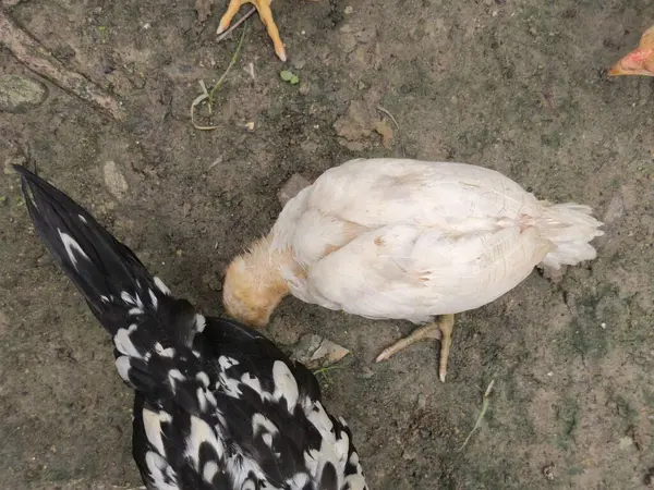 İki evcil tavuk, biri beyaz, biri siyah ve beyaz, toprak zeminde yiyecek arıyorlar, doğal bir ortamda..