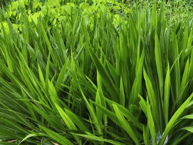 Açık havada yoğun bir şekilde büyüyen canlı, yemyeşil çim yapraklarının yakın çekim görüntüsü. Taze yapraklar sağlıklı, yeşil dokular sergiliyor..