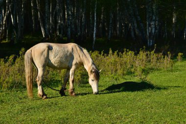 A horse is enjoying the sun and eating fresh grass in the forest. Kanas Scenic Area, Xinjiang, China. High-quality photo