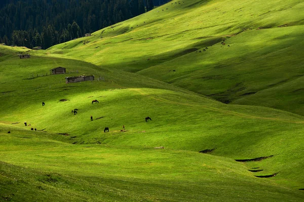 Διάσπαρτα Άλογα Βόσκουν Στα Απέραντα Καταπράσινα Λιβάδια Των Βουνών Τιανσάν — Φωτογραφία Αρχείου