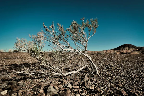 Kuraklığa Dayanıklı Bir Bitki Çölde Güneş Kumda Yetişir Rüzgarda Gelişir — Stok fotoğraf