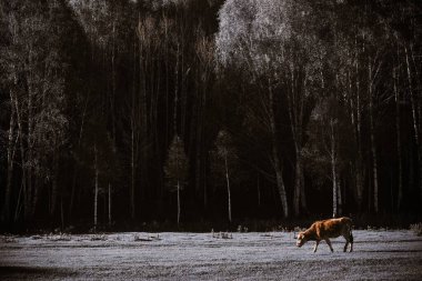 Hemu Köyü, Çin 'in soyu tükenmiş üç Tuva köyünden biridir. Muhteşem, güzel, dingin doğal manzara ona Fotoğrafçılık için Cennet ve Tanrıların özel diyarı kazandırdı..