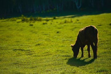 Hemu Köyü, Çin 'in soyu tükenmiş üç Tuva köyünden biridir. Muhteşem, güzel, dingin doğal manzara ona Fotoğrafçılık için Cennet ve Tanrıların özel diyarı kazandırdı..