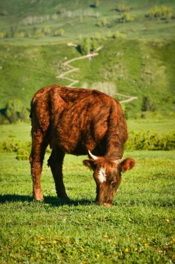 Hemu Köyü, Çin 'in soyu tükenmiş üç Tuva köyünden biridir. Muhteşem, güzel, dingin doğal manzara ona Fotoğrafçılık için Cennet ve Tanrıların özel diyarı kazandırdı..
