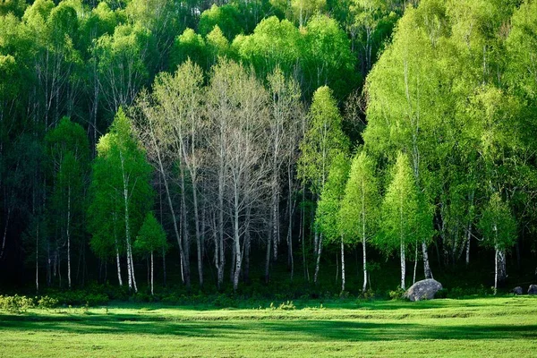 Деревня Хему Является Одной Трех Вымерших Тувинских Деревень Китае Великолепный — стоковое фото