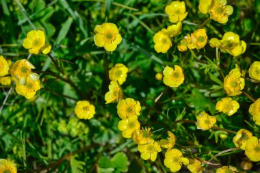 Çiçekler ve bitkiler Xinjiang 'daki Kalajun bozkırlarında her yerde görülebilir.