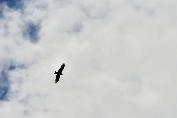 Ein Falke Breitet Seine Flügel Aus Und Kreist Ununterbrochen Himmel — Stockfoto