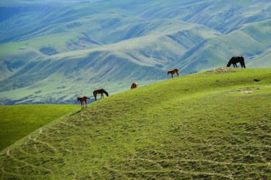 Tianshan Dağları 'nın ıssız vadisinde bulunan küçük bir Kazak köyü olan Xinjiang' daki Qiongkushtai 'nin geniş bir çayırı, sakin atları ve koyunu vardır..