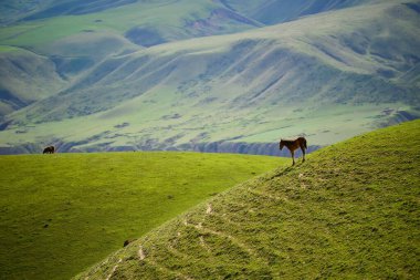 Tianshan Dağları 'nın ıssız vadisinde bulunan küçük bir Kazak köyü olan Xinjiang' daki Qiongkushtai 'nin geniş bir çayırı, sakin atları ve koyunu vardır..