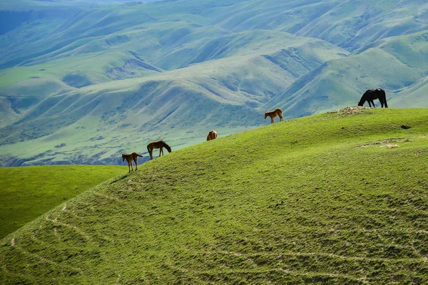 Кьонкуштай Сіньцзяні Маленькому Казахському Селі Лежить Віддаленій Долині Тяньшань Має — стокове фото