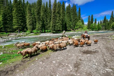 Xinjiang 'da Qiongkushtai, geniş bir çayıra, sakin atlara ve koyunlara sahip küçük bir Kazak köyü..