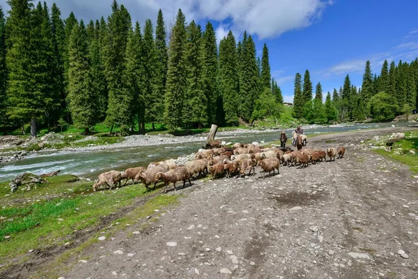 Xinjiang 'da Qiongkushtai, geniş bir çayıra, sakin atlara ve koyunlara sahip küçük bir Kazak köyü..