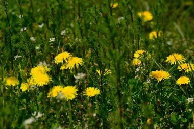 Xinjiang 'da Qiongkushtai, geniş bir çayıra, sakin atlara ve koyunlara sahip küçük bir Kazak köyü..