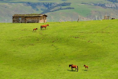 Xinjiang 'da Qiongkushtai, geniş bir çayıra, sakin atlara ve koyunlara sahip küçük bir Kazak köyü..