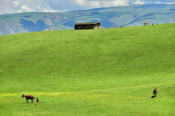 Qiongkushtai Xinjiang Liten Kazakstansk Med Vidsträckt Gräsmark Och Lugna Hästar — Stockfoto