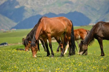 Xinjiang 'da Qiongkushtai, geniş bir çayıra, sakin atlara ve koyunlara sahip küçük bir Kazak köyü..