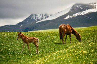 Xinjiang 'da Qiongkushtai, geniş bir çayıra, sakin atlara ve koyunlara sahip küçük bir Kazak köyü..