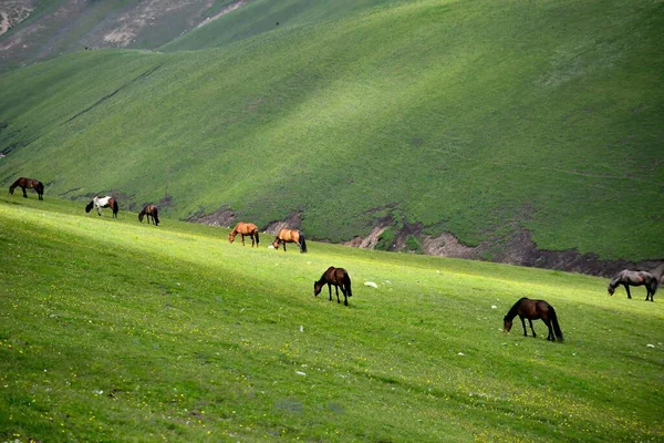 신장강에 타이라는 카자흐스탄 마을에는 목초지와 느긋하게 — 스톡 사진