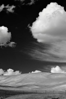 Bayanbulak Gölü, hem kuğular hem de diğer su kuşları için önemli bir üreme alanıdır..