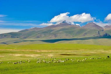Bayanbulak Gölü, hem kuğular hem de diğer su kuşları için önemli bir üreme alanıdır..