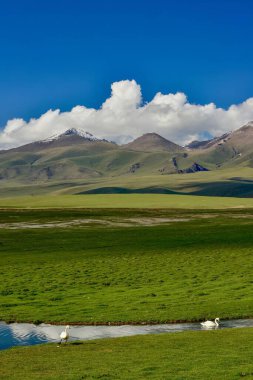 Bayanbulak Gölü, hem kuğular hem de diğer su kuşları için önemli bir üreme alanıdır..