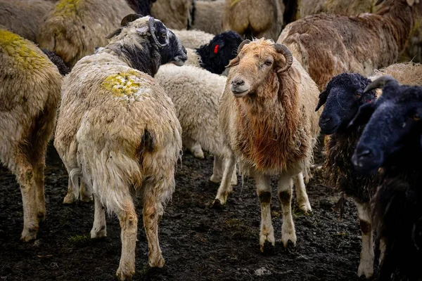 Cute Flock Sheep Snow Duku Highway Xinjiang — Stock Photo, Image