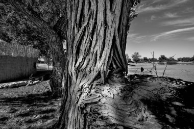 Lop Nur halkının kökleri binlerce yıl öncesine kadar takip edilebilir. Temel olarak geçimlerini balıkçılıkla sağlıyorlardı.