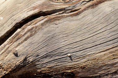 Lop Nur halkının kökleri binlerce yıl öncesine kadar takip edilebilir. Temel olarak geçimlerini balıkçılıkla sağlıyorlardı.