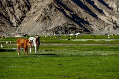 Alar Ulusal Wetland Parkı yüksek dağlarla çevrili, otlaklar ve içinden akan küçük nehirlerle.