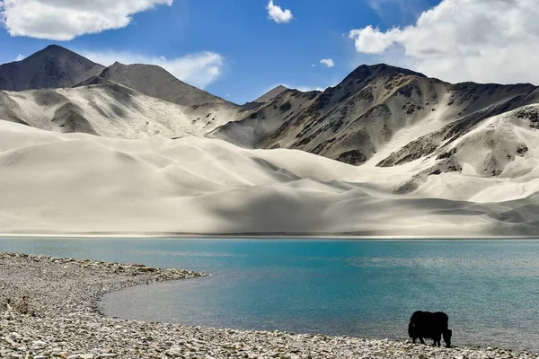 Baisha Gölü Pamir Platosu Xinjiang Yürüyen Içen Dağ Öküzleri — Stok fotoğraf