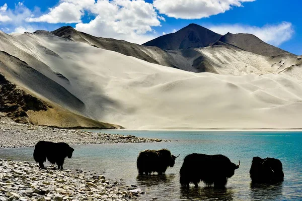 Yaks Alpinos Vadeando Bebiendo Lago Baisha Meseta Pamir Xinjiang —  Fotos de Stock