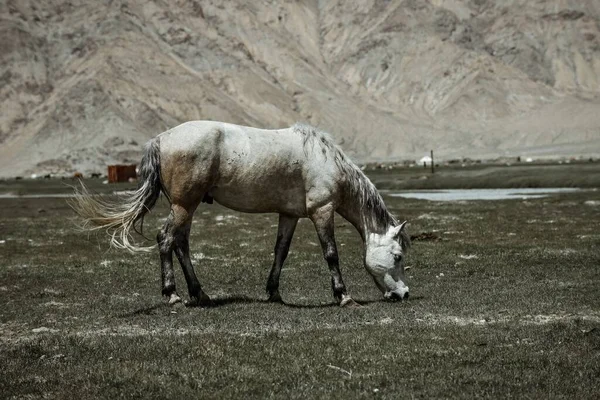 Alar Ulusal Wetland Parkı yüksek dağlarla çevrili, otlaklar ve içinden akan küçük nehirlerle.