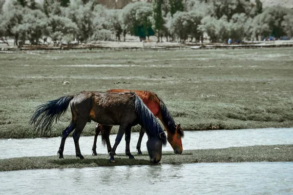 Alar Ulusal Wetland Parkı yüksek dağlarla çevrili, otlaklar ve içinden akan küçük nehirlerle.