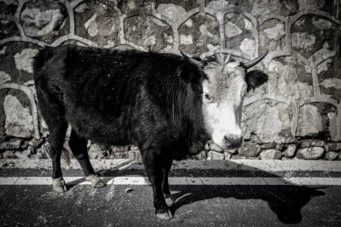 Geç dönen çobanlar ve Çin 'in Sichuan yüksek dağlarındaki çiftlik hayvanları.