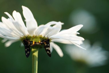 Pair of flies insect on the white flower chamomile on green background 