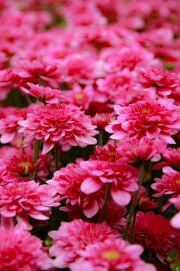 pink flowers in the garden, Pink chrysanthemum flowers in the Garden