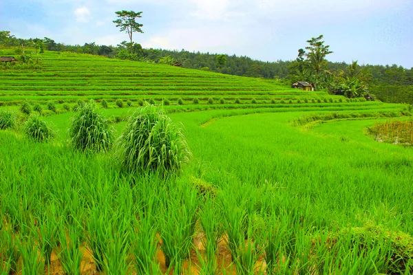 稻田上的梯田的巴厘岛 — 图库照片