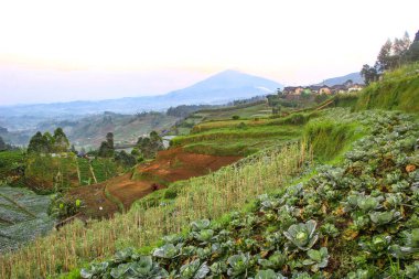 Dağlı lahana tarlası manzarası. Yazın manzara.