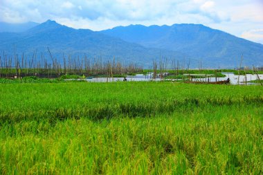Pirinç tarlaları ve dağ manzarası, Rawa Pening